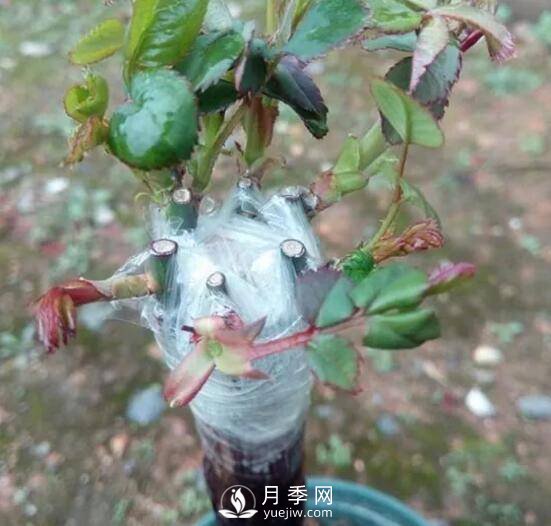 月季花就要這么嫁接 能給你家種滿(mǎn)花(圖2)