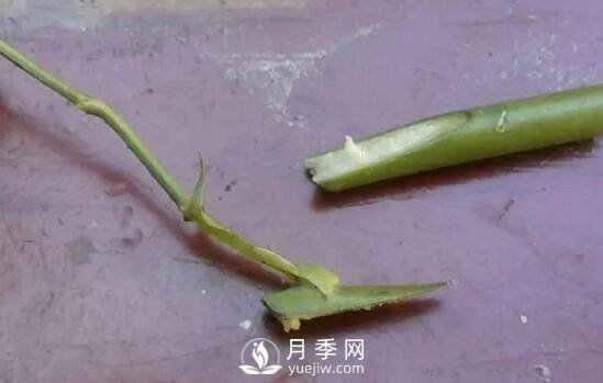 月季花就要這么嫁接 能給你家種滿(mǎn)花(圖1)