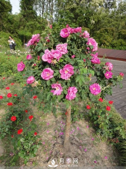 不放大招 月季樹怎么能花開爆？(圖3)