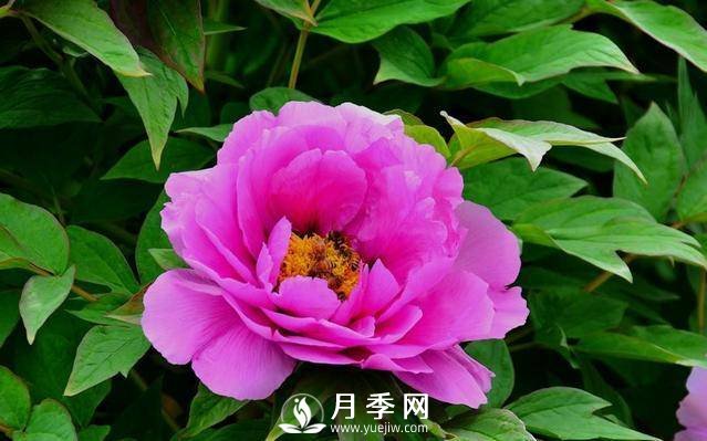 澆水學(xué)問大，牡丹花”也能開不停(圖2)