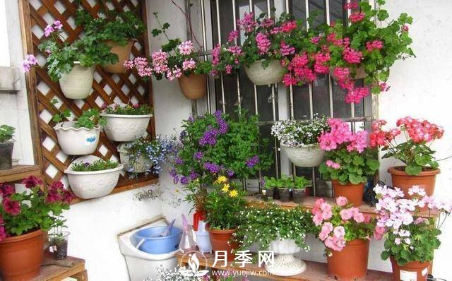 澆水學(xué)問大，牡丹花”也能開不停(圖1)