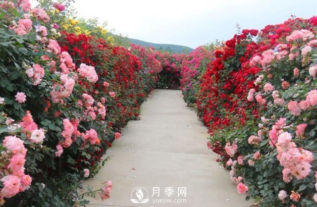 做花墻除了藤本月季花墻，還有這4種花(圖2)