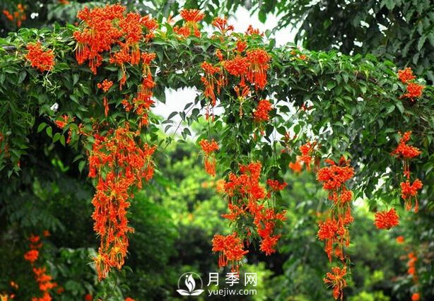 做花墻除了藤本月季花墻，還有這4種花(圖4)