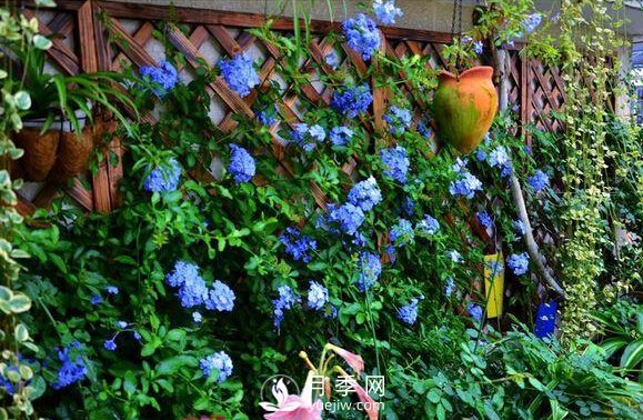 做花墻除了藤本月季花墻，還有這4種花(圖3)