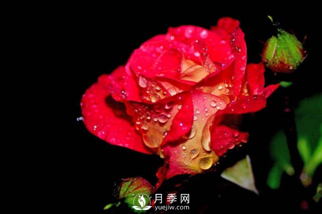 這些高清月季美圖 別說你已經(jīng)有了(圖4)