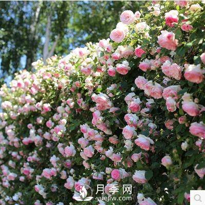 老花農(nóng)手把手教你打造月季花墻 花開(kāi)滿(mǎn)園 浪漫無(wú)比(圖1)