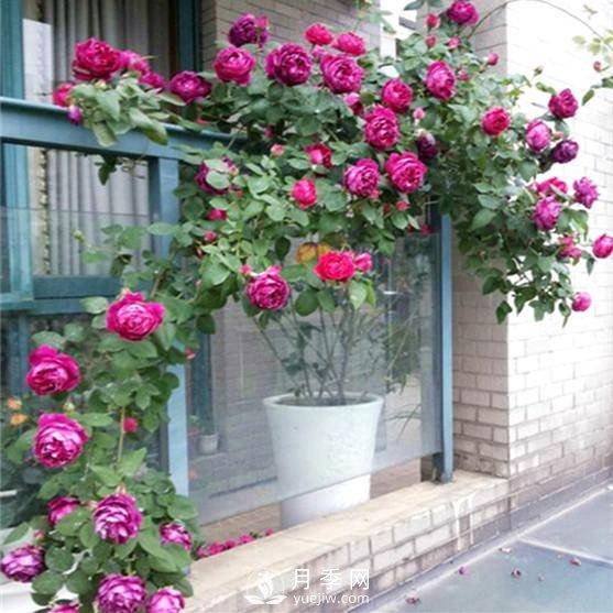 老花農(nóng)手把手教你打造月季花墻 花開(kāi)滿(mǎn)園 浪漫無(wú)比(圖2)