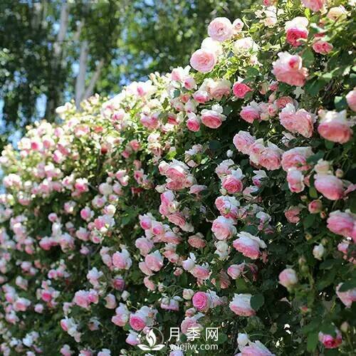 老花農(nóng)手把手教你打造月季花墻 花開(kāi)滿(mǎn)園 浪漫無(wú)比(圖3)