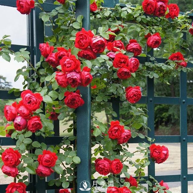 老花農(nóng)手把手教你打造月季花墻 花開(kāi)滿(mǎn)園 浪漫無(wú)比(圖4)