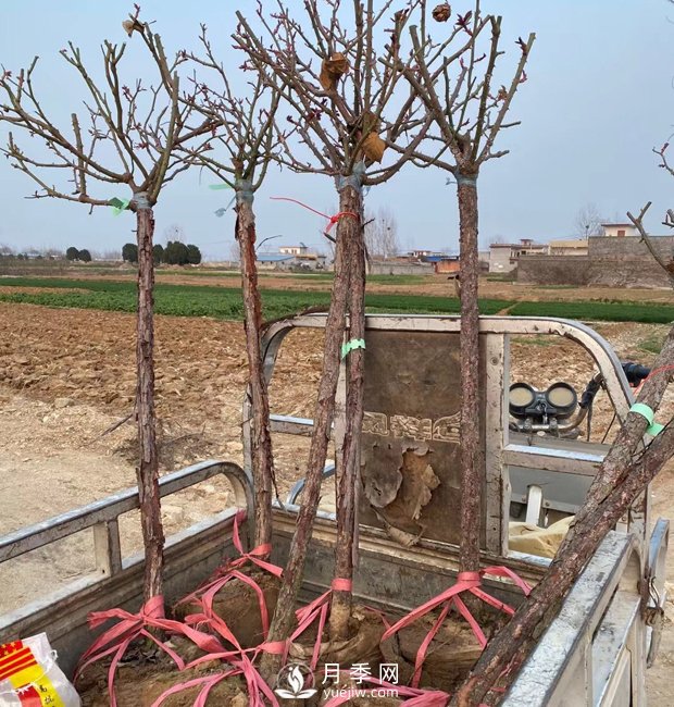 南陽樹狀月季，觀賞效果佳，開始采購了(圖3)