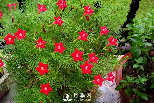 除了爬藤月季，還有適合新手栽種的三種爬藤花卉(圖1)