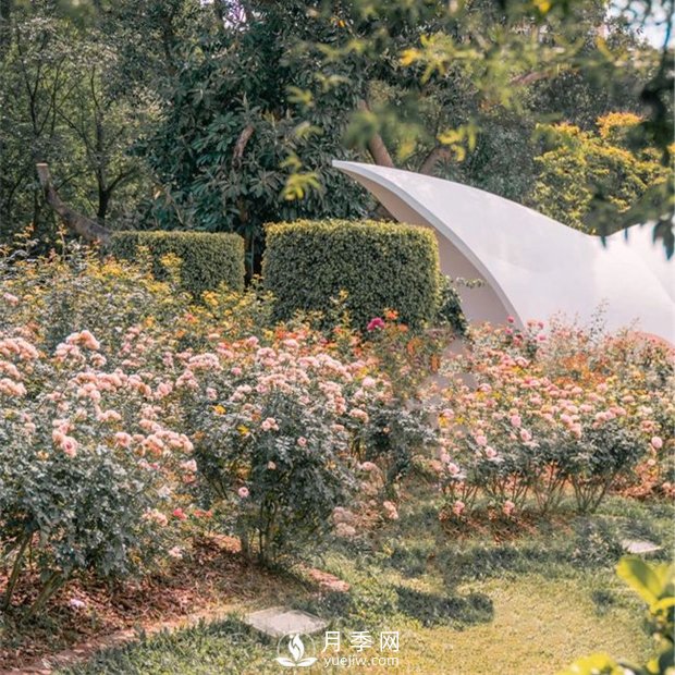 深圳免費(fèi)月季花展，人民公園月季花盛開(圖6)