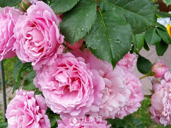 陽(yáng)臺(tái)上種藤本月季方法你知道了嗎？(圖1)