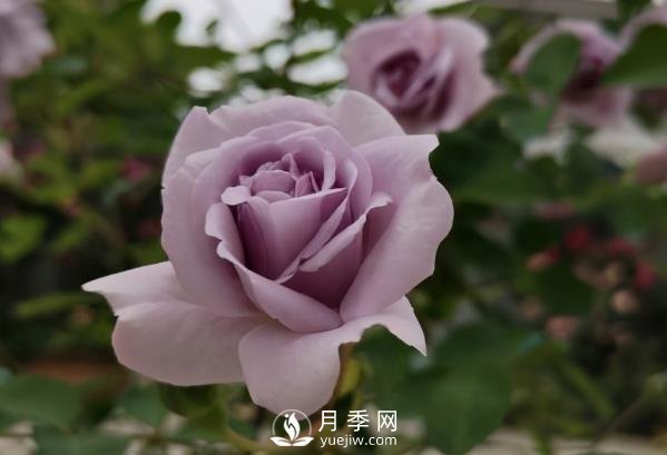 三月?lián)Q盆后的月季苗枯萎了怎么辦？(圖1)