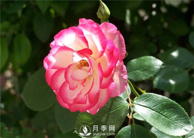 一年四季都不會凋謝的花，你喜歡月季嗎(圖1)