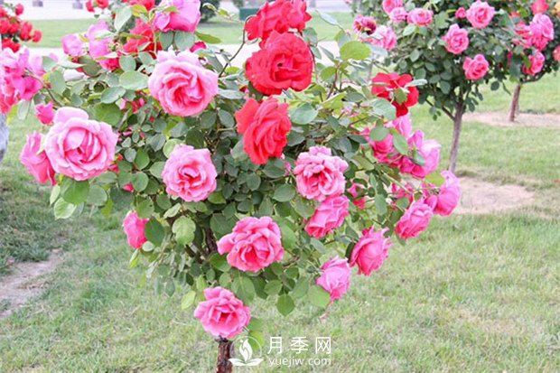 月季發(fā)生蟲害不要慌！教你如何一網(wǎng)打盡(圖1)