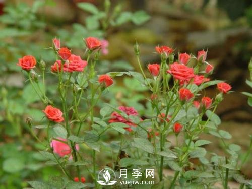 微型月季的種植養(yǎng)護(hù)管理(圖1)