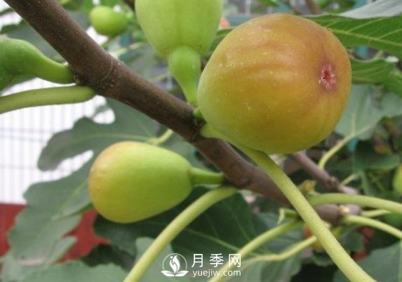 夏季無(wú)花果修剪技術(shù)措施(圖1)