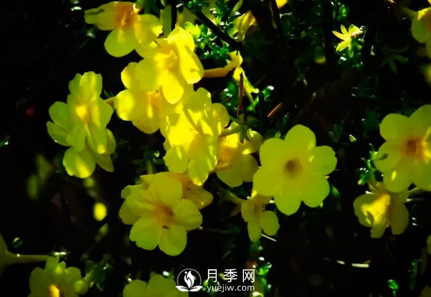 美麗鄉(xiāng)村建設，種什么花卉苗木比較好？已選月季(圖2)