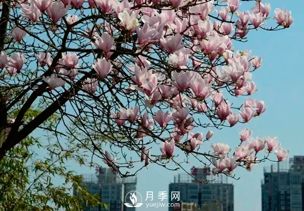 美麗鄉(xiāng)村建設，種什么花卉苗木比較好？已選月季(圖3)