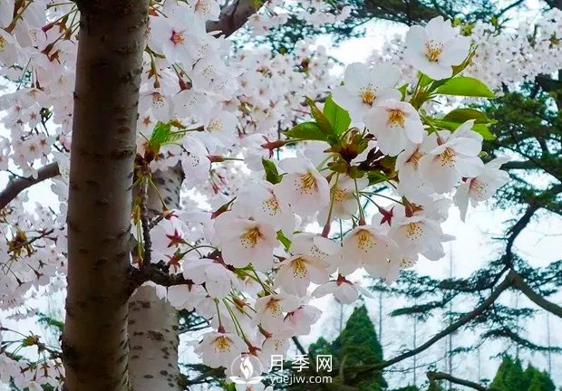 美麗鄉(xiāng)村建設，種什么花卉苗木比較好？已選月季(圖4)