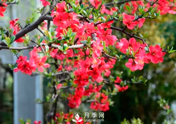 美麗鄉(xiāng)村建設，種什么花卉苗木比較好？已選月季(圖5)