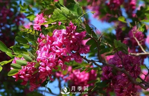 美麗鄉(xiāng)村建設，種什么花卉苗木比較好？已選月季(圖9)