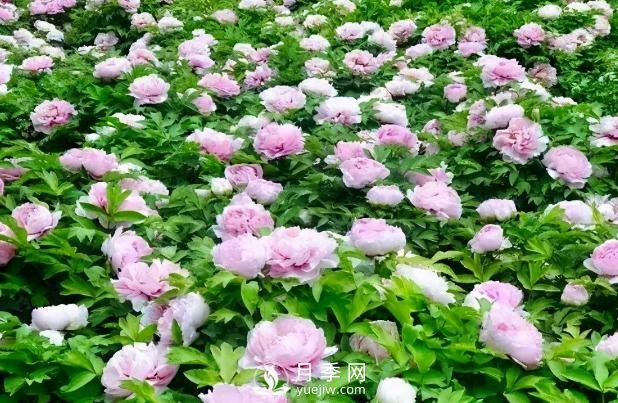 美麗鄉(xiāng)村建設，種什么花卉苗木比較好？已選月季(圖6)