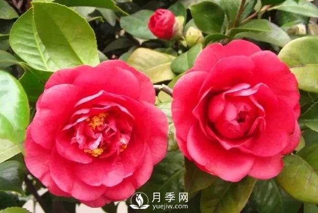 美麗鄉(xiāng)村建設，種什么花卉苗木比較好？已選月季(圖7)