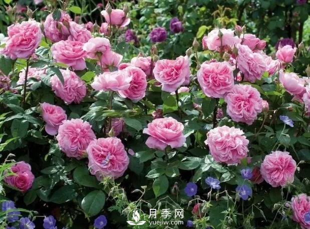 美麗鄉(xiāng)村建設，種什么花卉苗木比較好？已選月季(圖8)