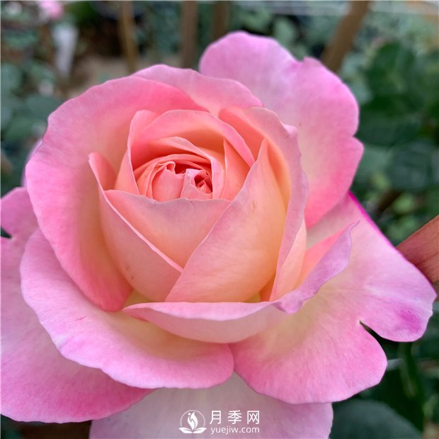 破曉月季，一款濃香型的灌木月季(圖1)