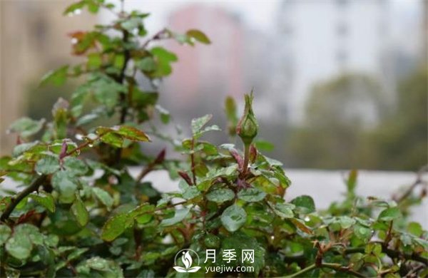 陽臺(tái)的藤彩虹很喜歡(圖2)