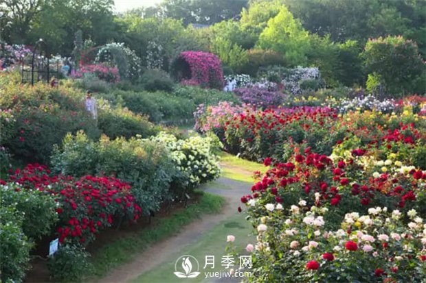 園林植物搭配技巧，不同觀賞植物的配置組合(圖1)