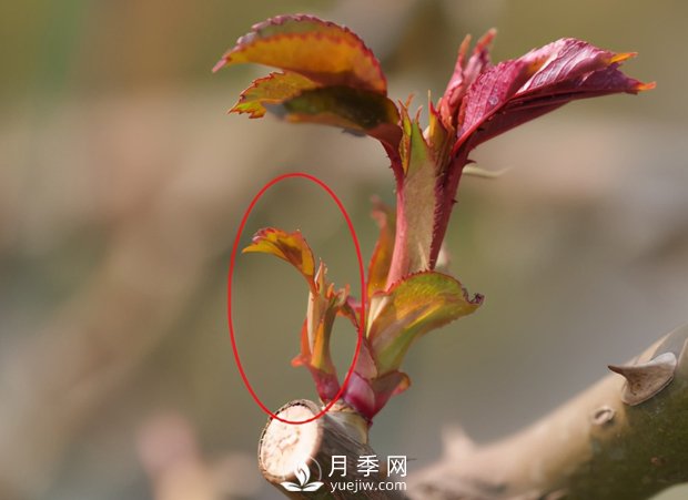 月季芽太多，要不要抹？(圖2)