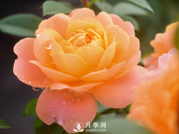 月季芽太多，要不要抹？(圖3)