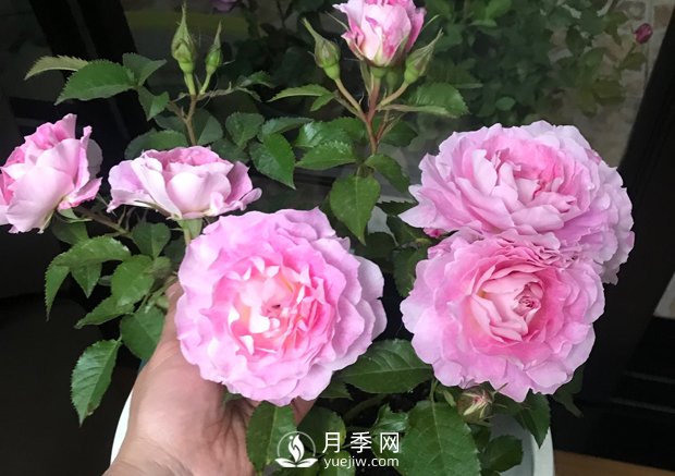 海神王陽臺(tái)月季，專為盆栽觀賞而生，四季有花開(圖3)