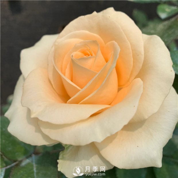 蜜桃雪山月季，杏黃色切花月季，溫柔有你(圖3)