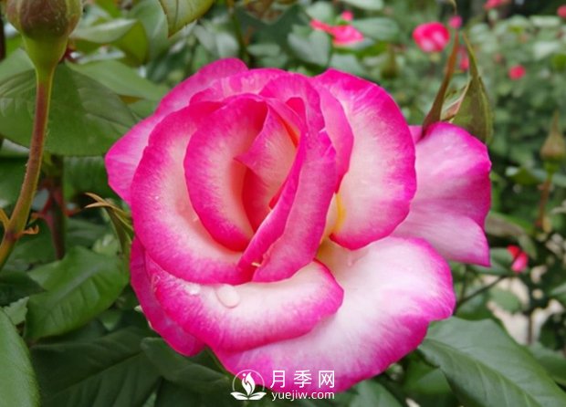 3.12植樹節(jié)，你了解多少？(圖1)