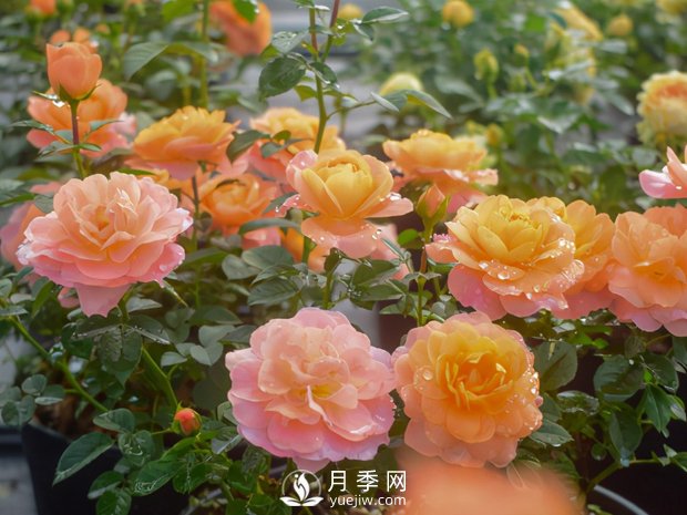 月季小苗，想要一年長1米，告訴你4招(圖1)