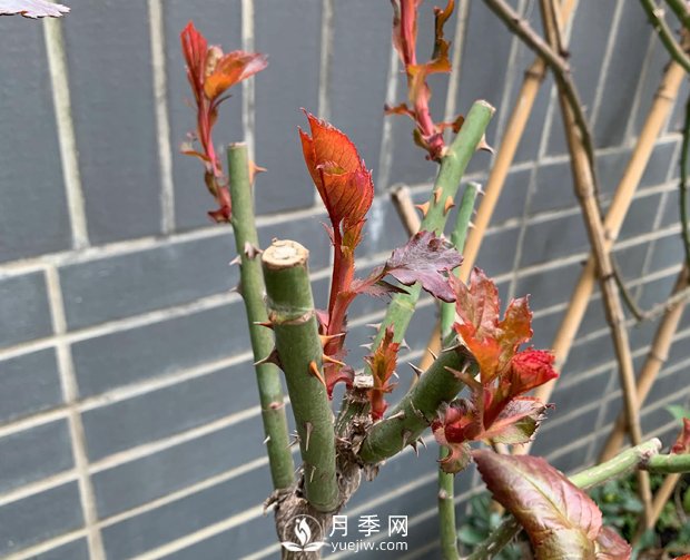 春節(jié)的月季芽芽怎么養(yǎng)護呢？(圖1)