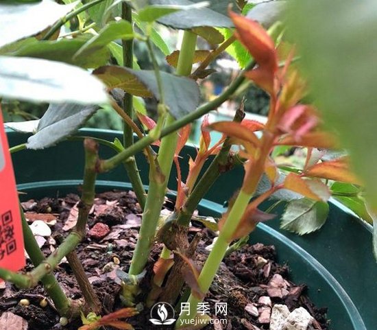 三月月季花正確的打頂方法，漂亮株型(圖1)