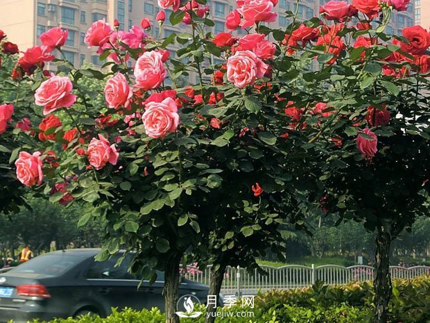 月季早春時(shí)的養(yǎng)護(hù)管理方法你知道嗎？(圖1)