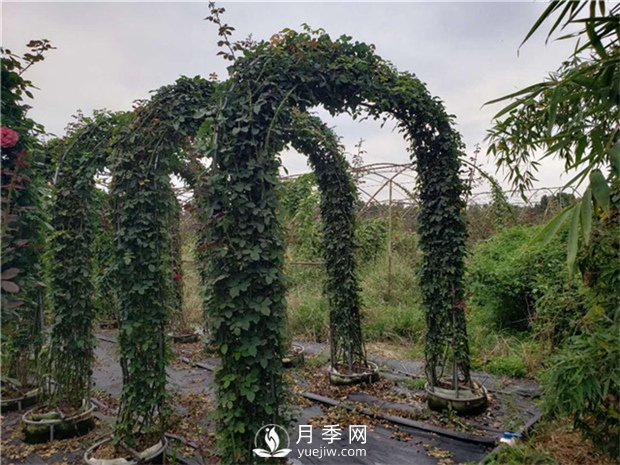 大氣漂亮的月季拱門該如何制作？(圖1)