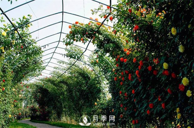 月季(紅蜘蛛、白粉病、黑斑病)防治及施肥技巧(圖1)