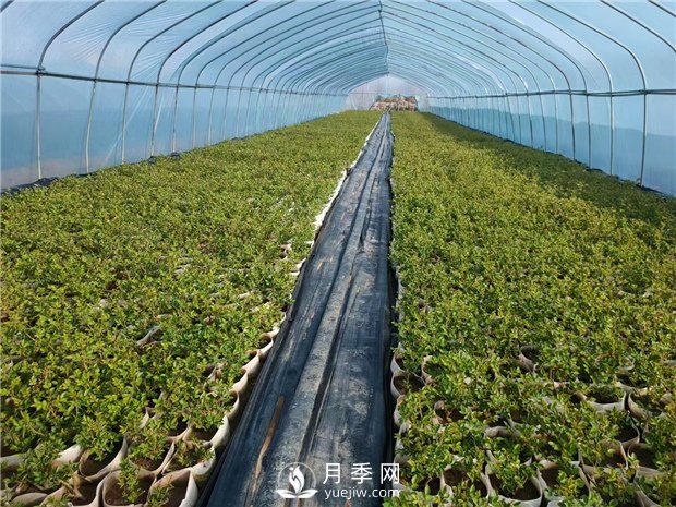 月季該如何緩苗你知道嗎？(花友的經(jīng)驗總結(jié))(圖1)