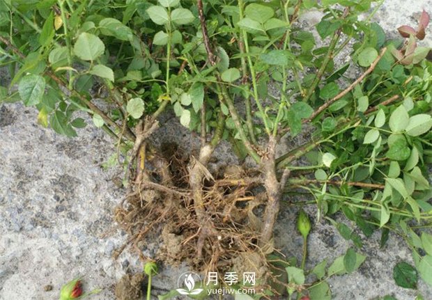 裸根的月季該如何種植？南陽大田月季基地告訴你(圖1)