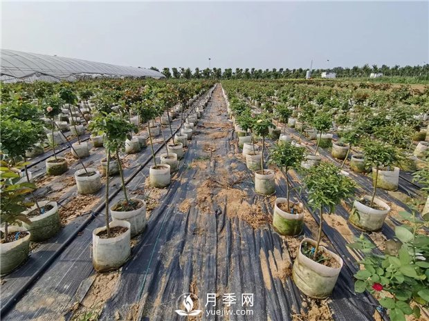 南陽月季養(yǎng)殖中月季配土是關(guān)鍵！(圖1)