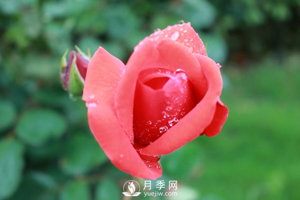 月季入秋后，我們應(yīng)該怎么去養(yǎng)護？(圖1)