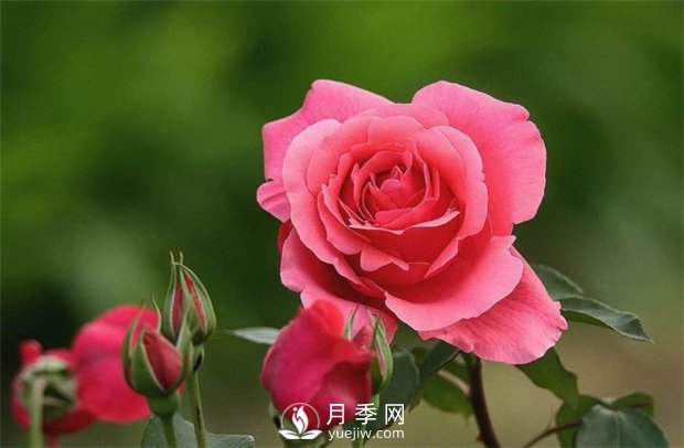 月季玫瑰與薔薇的區(qū)別在哪里？薔薇不開花的原因是什么？(圖1)