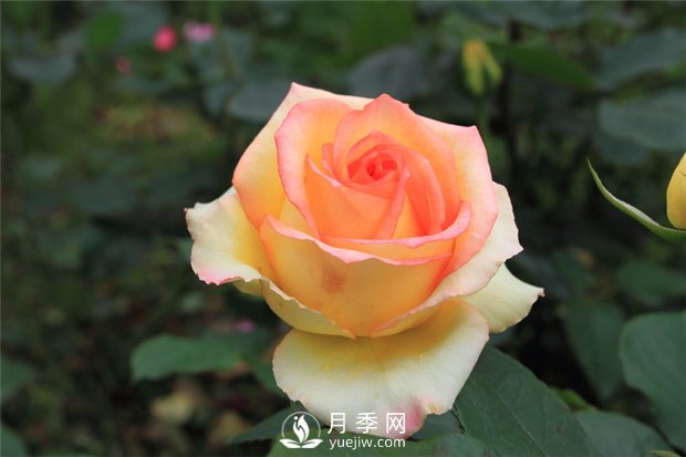 苗木成活率不高？12招樹(shù)木養(yǎng)護(hù)秘訣，要知曉！(圖1)